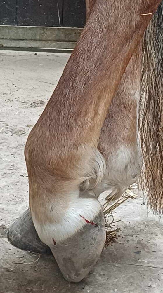 436707792_1384015368919443_2919870031900018171_n (1)