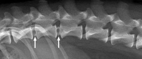 https://todaysveterinarynurse.com/neurology/intervertebral-disc-herniation/