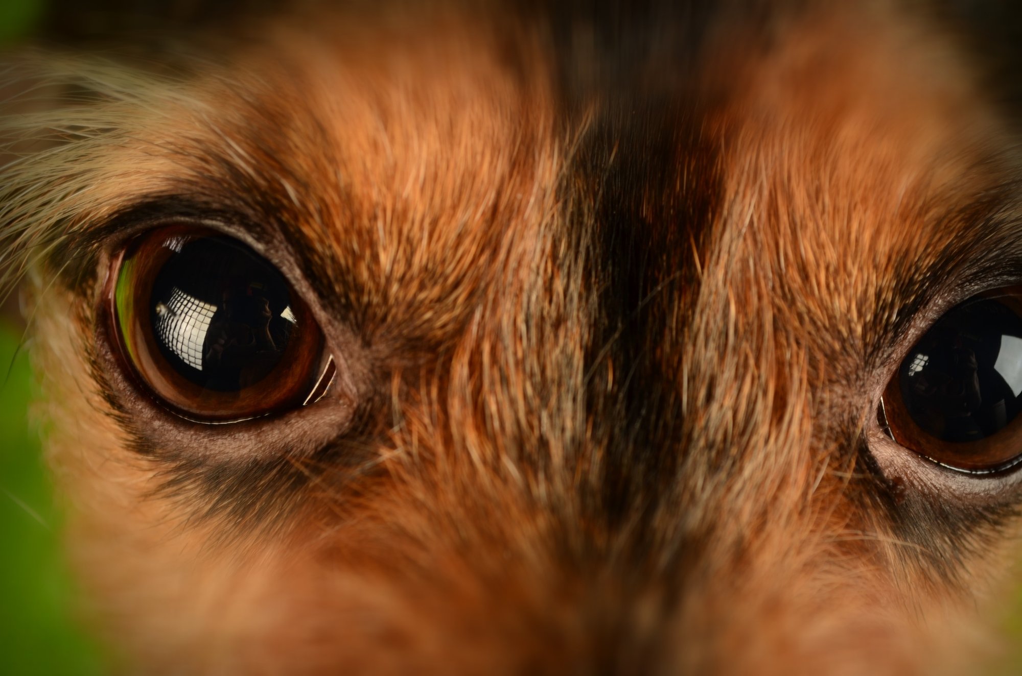 photography-puppy-dog-animal-pet-cat-1130411-pxhere.com
