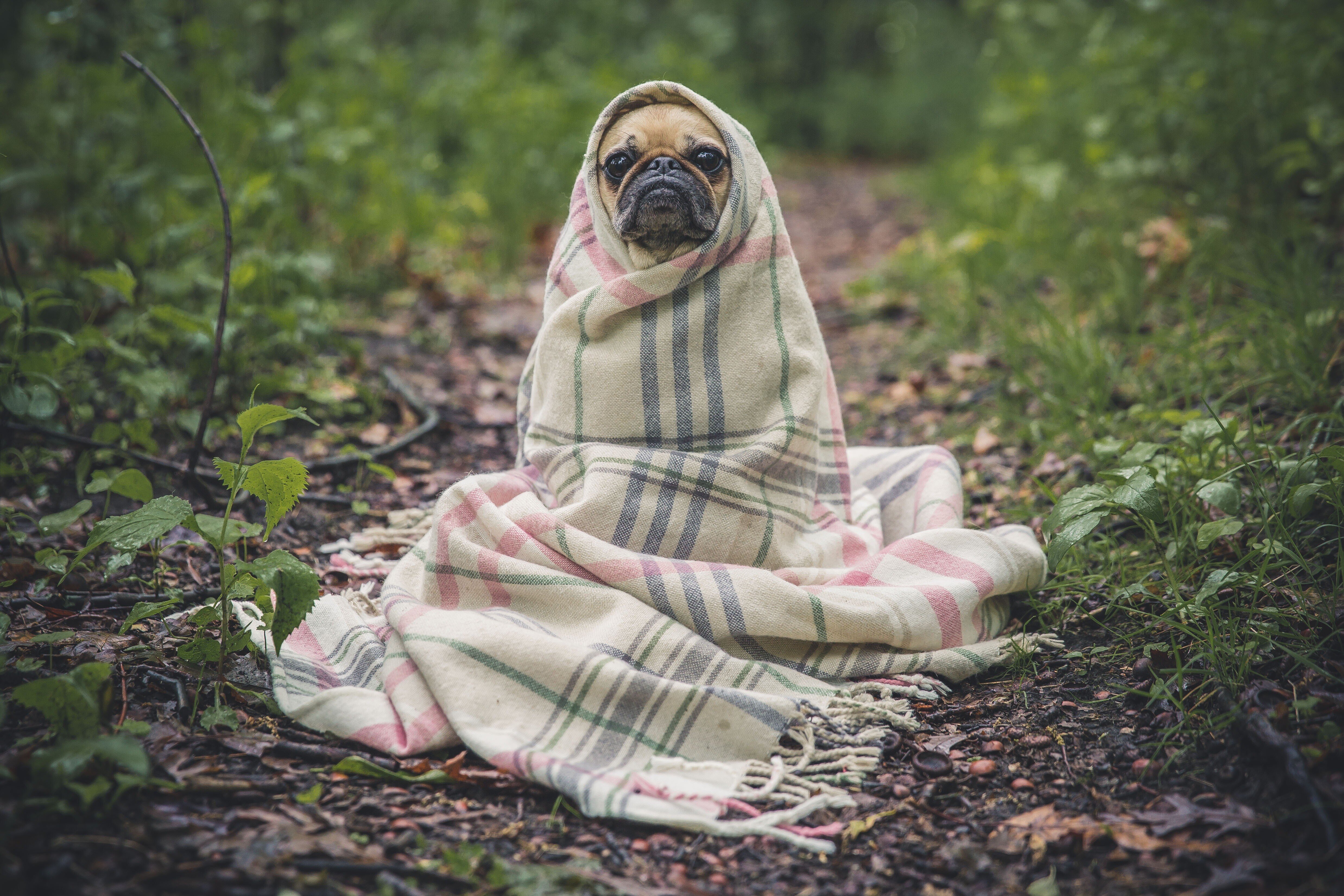 warm-leaf-flower-puppy-dog-animal-718747-pxhere.com